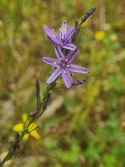 Hemerocallidoideae