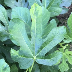 Fig mosaic emaravirus