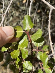 Rhamnus ilicifolia