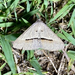 Isturgia penthearia