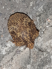 Pachycorinae