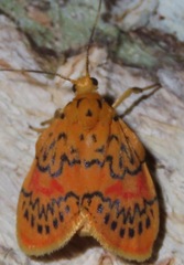 Barsinella mirabilis