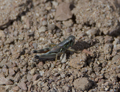 Phoetaliotes nebrascensis