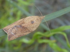 Epiphyas postvittana