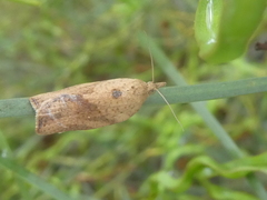 Epiphyas postvittana