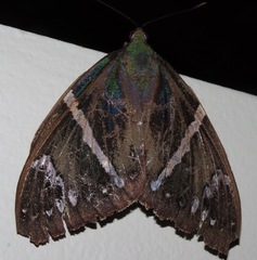 Eupalamides guyanensis