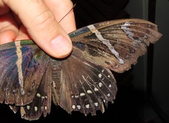 Eupalamides guyanensis