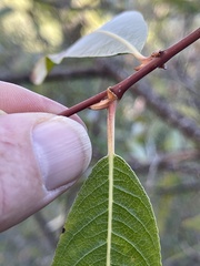 Salix laevigata