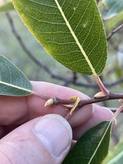 Salix laevigata