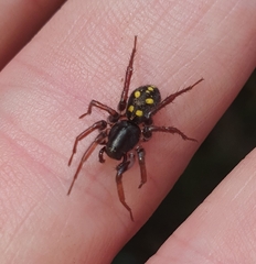 Habronestes hunti