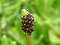 Oechalia schellenbergii