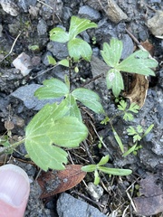 Ranunculus californicus