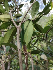 Syzygium