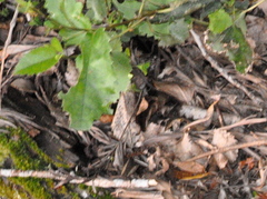 Brachyglottis repanda