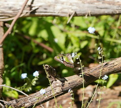 Graphium macleayanus