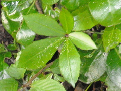 Pseudopanax lessonii