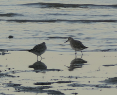 Calidris tenuirostris