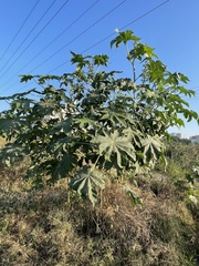 Ricinus communis