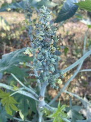 Ricinus communis