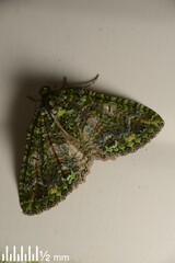 Austrocidaria similata