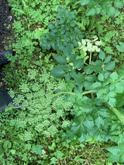 Angelica lucida