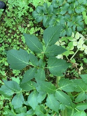 Angelica lucida
