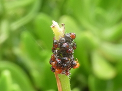 Oechalia schellenbergii