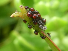 Oechalia schellenbergii