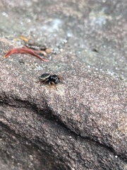 Zenodorus orbiculatus