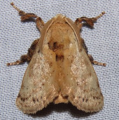 Perola subpunctata