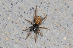 Allocosa funerea