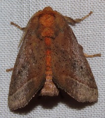 Natada pucara
