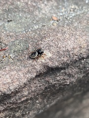 Zenodorus orbiculatus