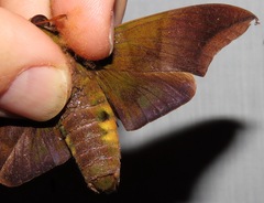 Oryba achemenides