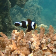 Amphiprion akindynos