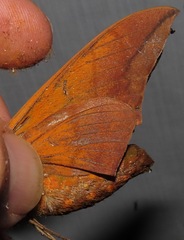 Oryba achemenides