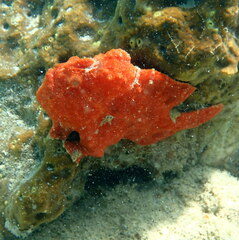 Antennarius commerson