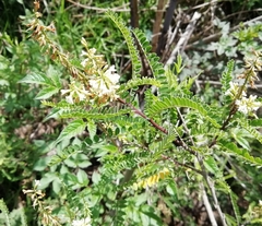 Eysenhardtia polystachya