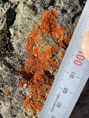 Polycauliona brattiae