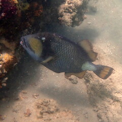 Balistoides viridescens