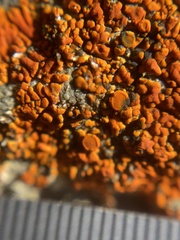 Polycauliona brattiae