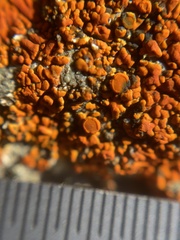 Polycauliona brattiae