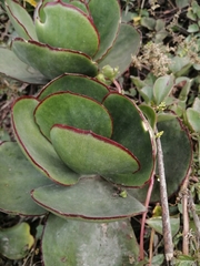 Cotyledon