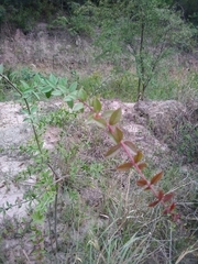 Aspidosperma triternatum