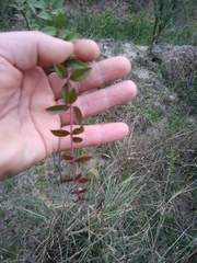 Aspidosperma triternatum