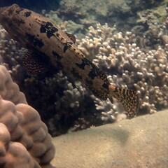 Epinephelus fuscoguttatus