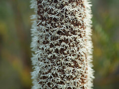 Xanthorrhoea concava