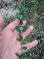 Aspidosperma triternatum