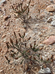 Pteronia staehelinoides