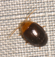 Sacodes thoracica